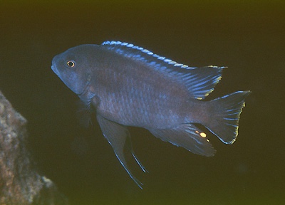 Petrotilapia sp. 'black flank' Mphanga Rocks